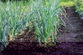 Young spring onion sprout on the field. Organically grown onions in the soil. Organic farming. Royalty Free Stock Photo