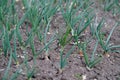 Young spring onions growing on cracked soil in a garden Royalty Free Stock Photo