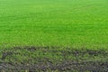 Young spring shoots of greenery and wheat on the plantation. An ecologically clean place for growing grain crops Royalty Free Stock Photo