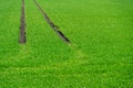 Young spring shoots of greenery and wheat on the plantation. An ecologically clean place for growing grain crops. Traces of Royalty Free Stock Photo