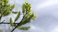 Young spring shoots on a willow branch Royalty Free Stock Photo