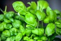 Young spring sprouts of green basil in wooden box on sunny windowsill Royalty Free Stock Photo