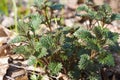 Young spring stinging nettles closeup Royalty Free Stock Photo