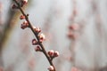 Young Spring Unblown Buds Of Prunus armeniaca meaning Armenian plum Growing In Branch Of Tree. Royalty Free Stock Photo