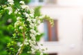 Young spring white small flowers of Apple or peach trees on the branches. The first flowers, the awakening of nature in spring. Royalty Free Stock Photo