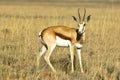 Young springbok antelope