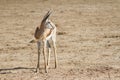 Young springbok Antidorcas marsupialis alone watches nervously over his shoulder in the Kalahari