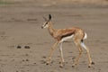 The young springbok Antidorcas marsupialis walking in the riverbed of dried river alone in the desert Royalty Free Stock Photo