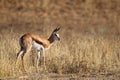 Young Springbok fawn