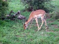 Young Springbok