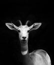 Young Springbok portrait Royalty Free Stock Photo