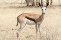 Young Springbok, portrait Royalty Free Stock Photo