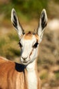 Young springbok portrait Royalty Free Stock Photo