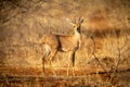 Young springbok stands in bushes eyeing camera