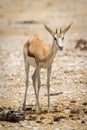 Young springbok stands on rocky salt pan Royalty Free Stock Photo