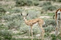 Young Springbok starring at the camera.