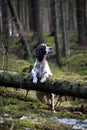 Young springer spaniel in old forest leaning on fallen tree