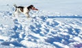 The young Springer Spaniel plays with disk on snow fi