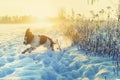The young Springer Spaniel run on snow field Royalty Free Stock Photo