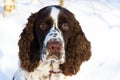 Young springer spaniel in winter forest