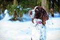 Young springer spaniel in winter forest