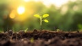 Young sproud growing in garden with sunrise. Generative ai design Royalty Free Stock Photo