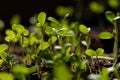 Shot of fresh green sprouts growing on ground