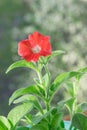 Young sprout of annual spring seedlings of petunias for planting in the ground or pots.