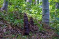 Young sprout of bamboo in the bamboo forest close-up, selective sharpness Royalty Free Stock Photo