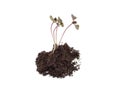 Young sprout of basil in a pile of soil