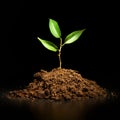 Young sprout on a black background