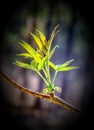 Young sprout on a branch