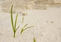 A young sprout broke through the sand. The concept of living in difficult conditions.