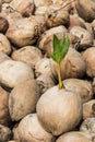 Young sprout of coconut tree. Royalty Free Stock Photo