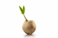 Young sprout of coconut tree grown-up. Royalty Free Stock Photo