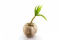 Young sprout of coconut tree. Royalty Free Stock Photo