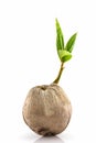 Young sprout of coconut tree . Royalty Free Stock Photo