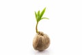 Young sprout of coconut tree. Royalty Free Stock Photo