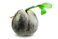 Young sprout of coconut tree grown up at the white background Royalty Free Stock Photo