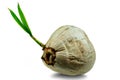 Young sprout of coconut tree grown up at the white background Royalty Free Stock Photo