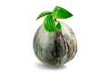 Young sprout of coconut tree grown up at the white background Royalty Free Stock Photo