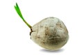 Young sprout of coconut tree grown up at the white background Royalty Free Stock Photo