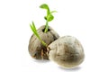 Young sprout of coconut tree grown up at the white background Royalty Free Stock Photo