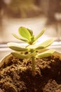 Young sprout crassula flower grows in a soil Royalty Free Stock Photo