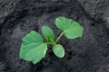 A young sprout of a cucumber grows in a garden bed . Close-up.