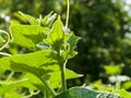 A young sprout of cucumber with leaves, curling into a spiral, on a sunny summer day