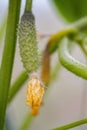 young sprout of cucumber, small cucumber Royalty Free Stock Photo