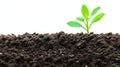Young Sprout Emerging from Soil New growth nature springtime planting environment Royalty Free Stock Photo