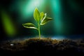 Young sprout of a ficus. Eco concept future earth. Home flower care. Green thinking concept Royalty Free Stock Photo