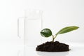 Young sprout of a ficus. eco concept future earth. home flower care. green thinking concept. Green living concept. Royalty Free Stock Photo